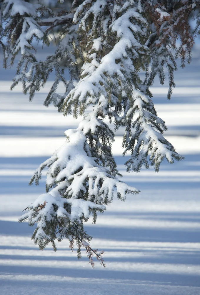 _DSC4270b.jpg