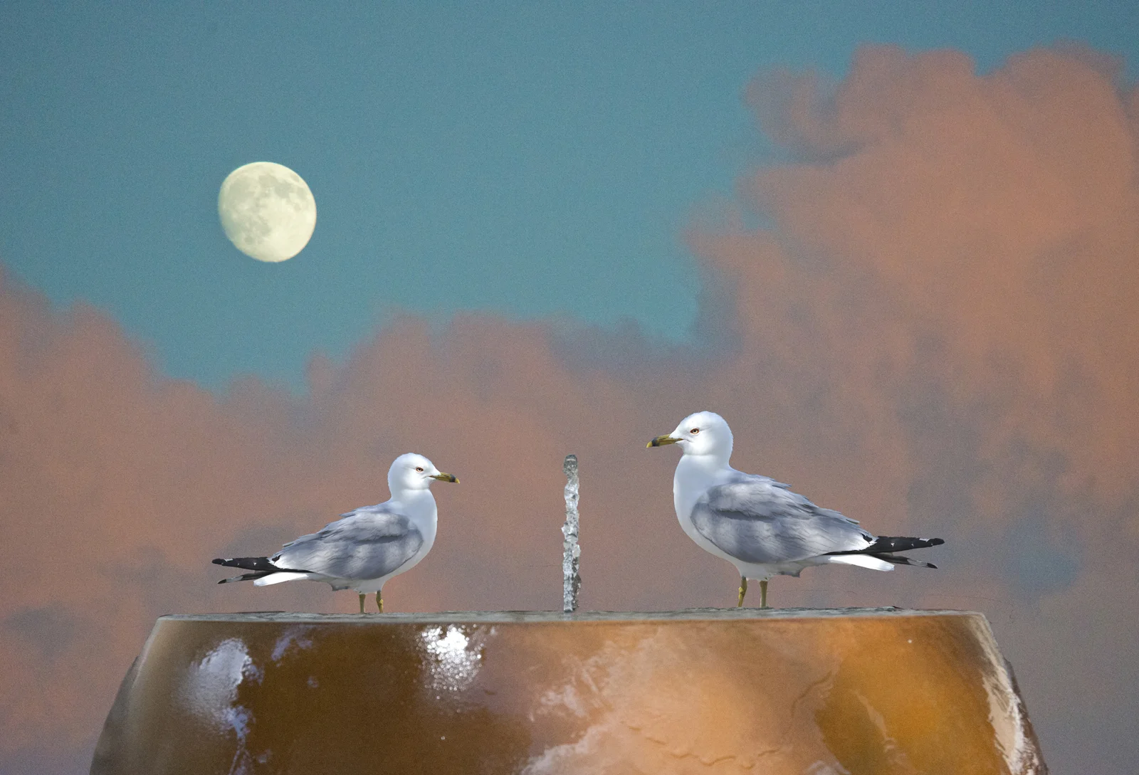 _DSC6040_collage_b.jpg