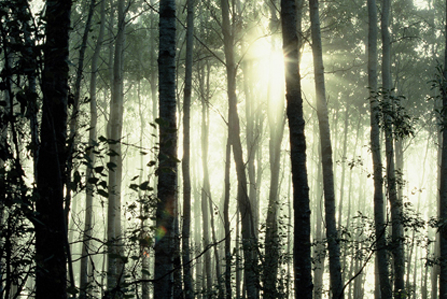 14_Morning-Mist-b.png