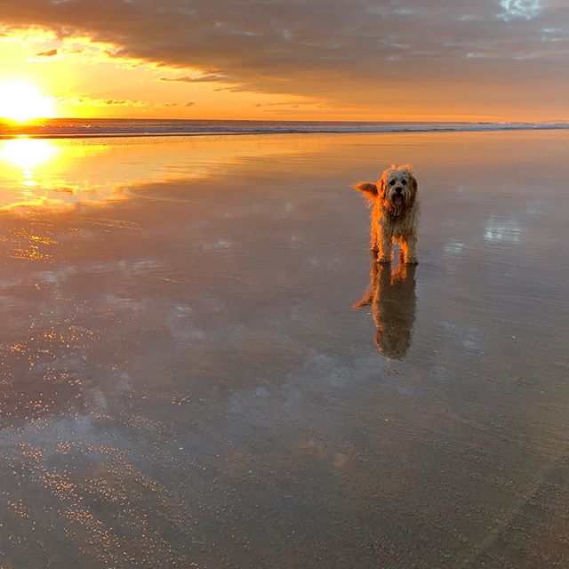 Papamoa pup!  Morning walk before @seriouslygoodfoodshow today @taurangafoodies back again with @lauthentique_charcuterie and launching @thepeoplespasta see you soon!
