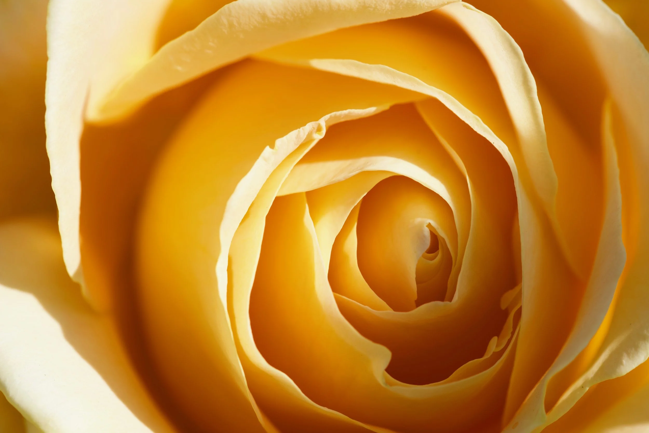 Yellow Rose