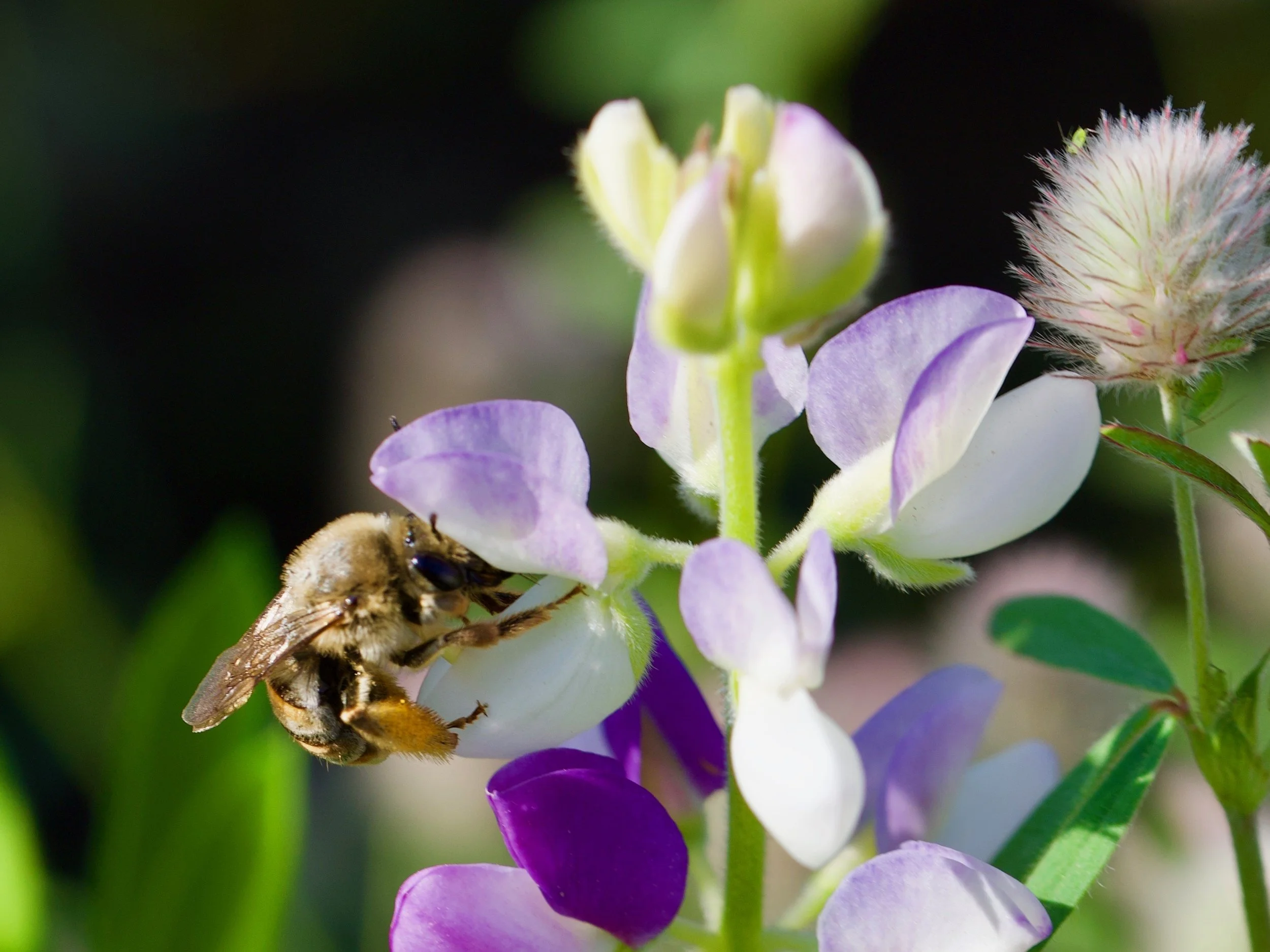 Busy Bee