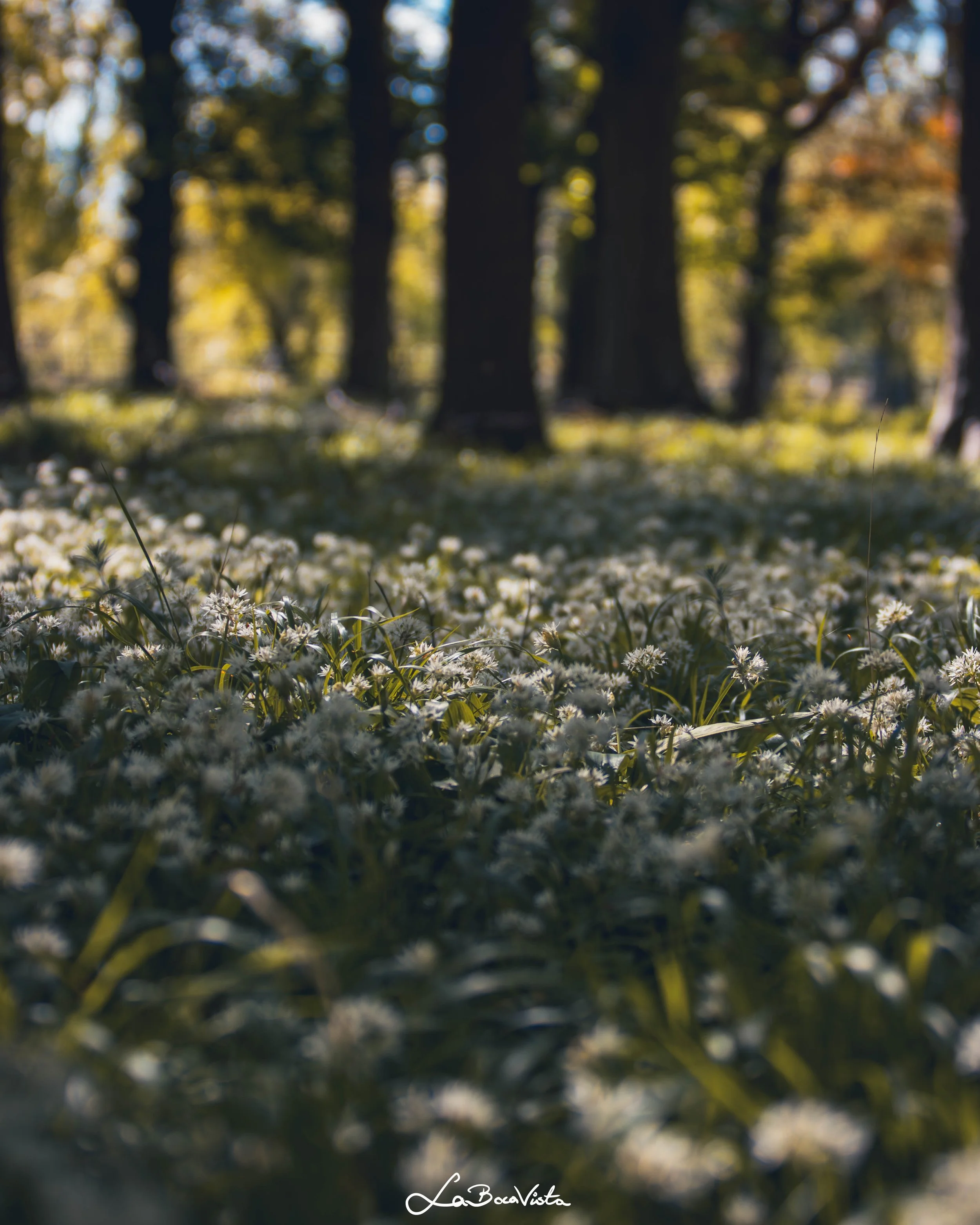PhoenixPark_29.jpg