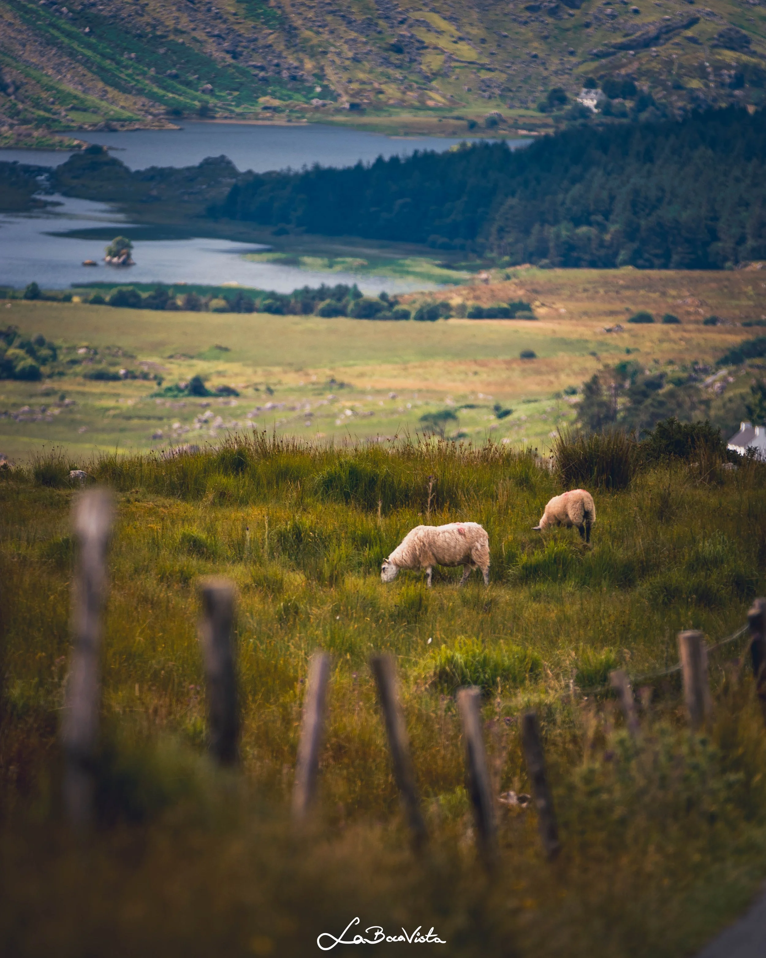 killarney_29.jpg