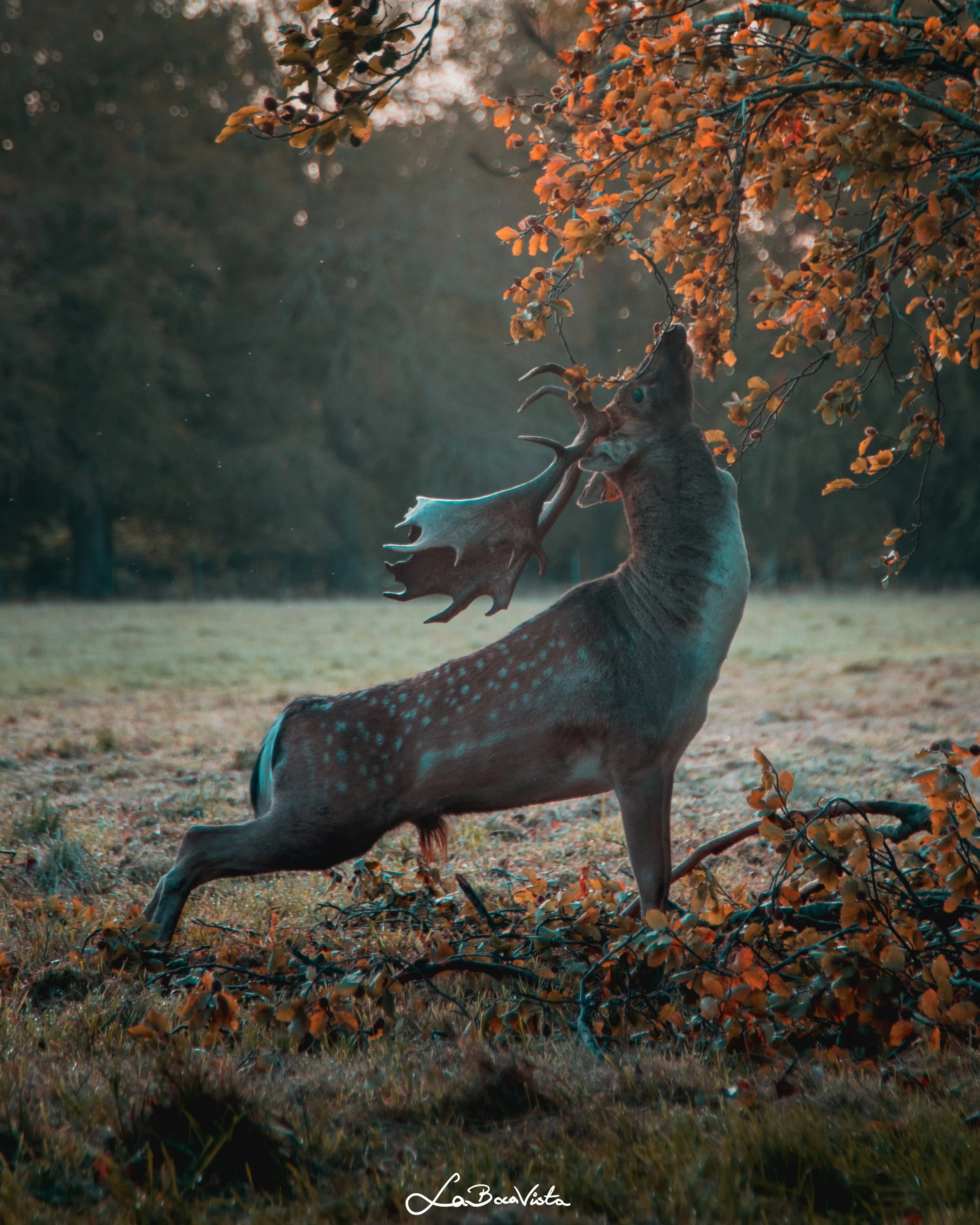 PhoenixPark_28.jpg