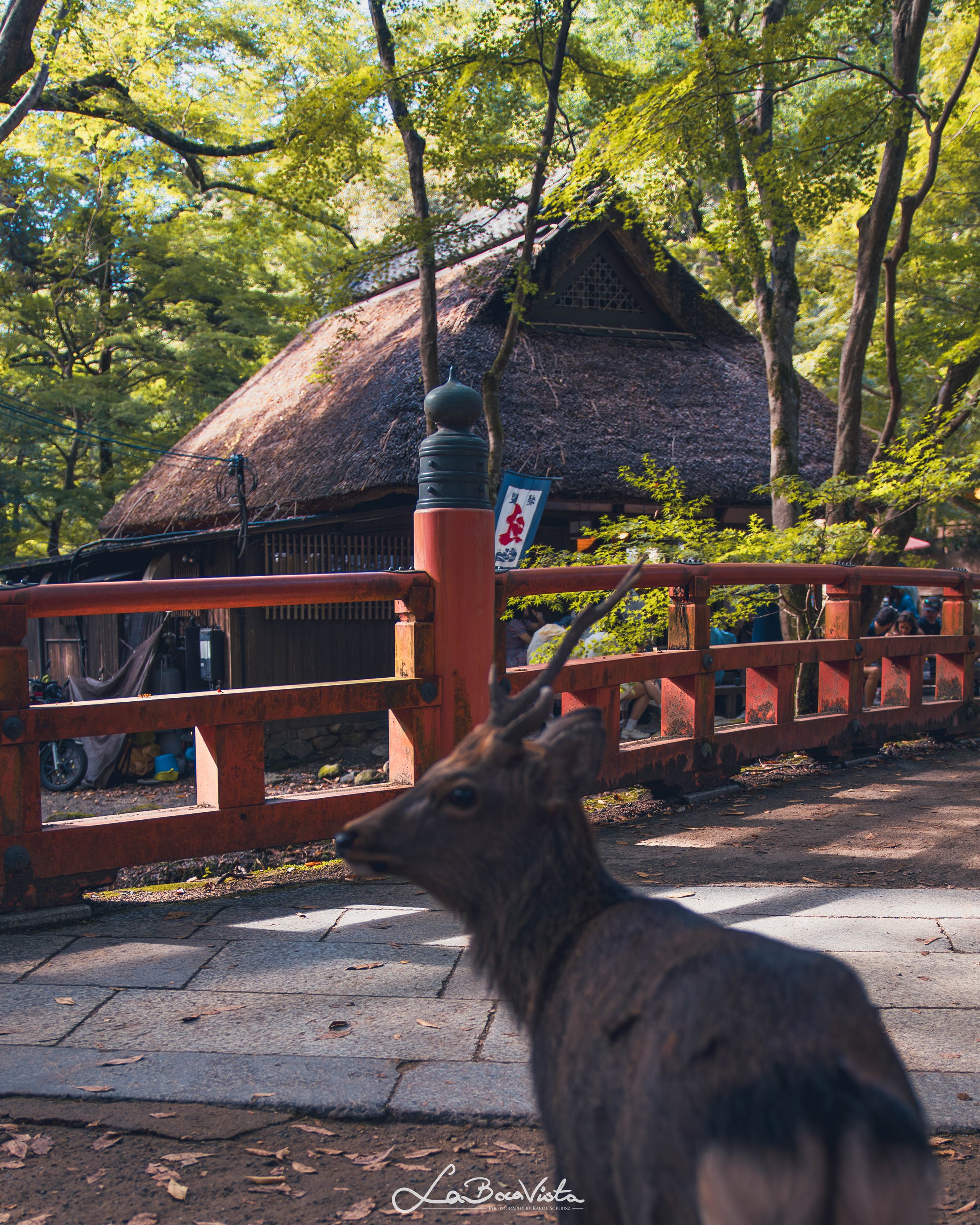 IMG_2992-Enhanced-NR_nara.jpg