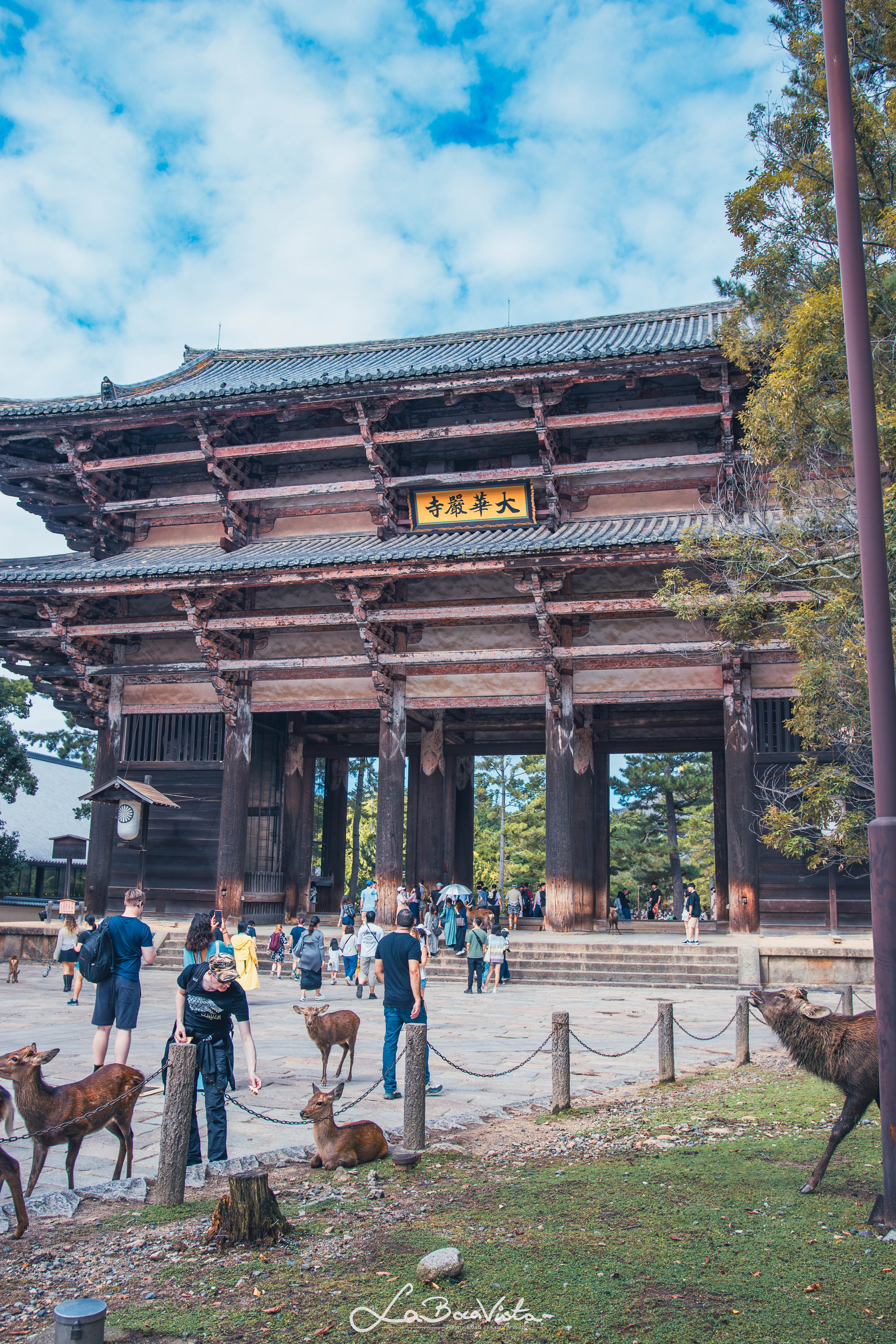 IMG_2514-Enhanced-NR_nara.jpg