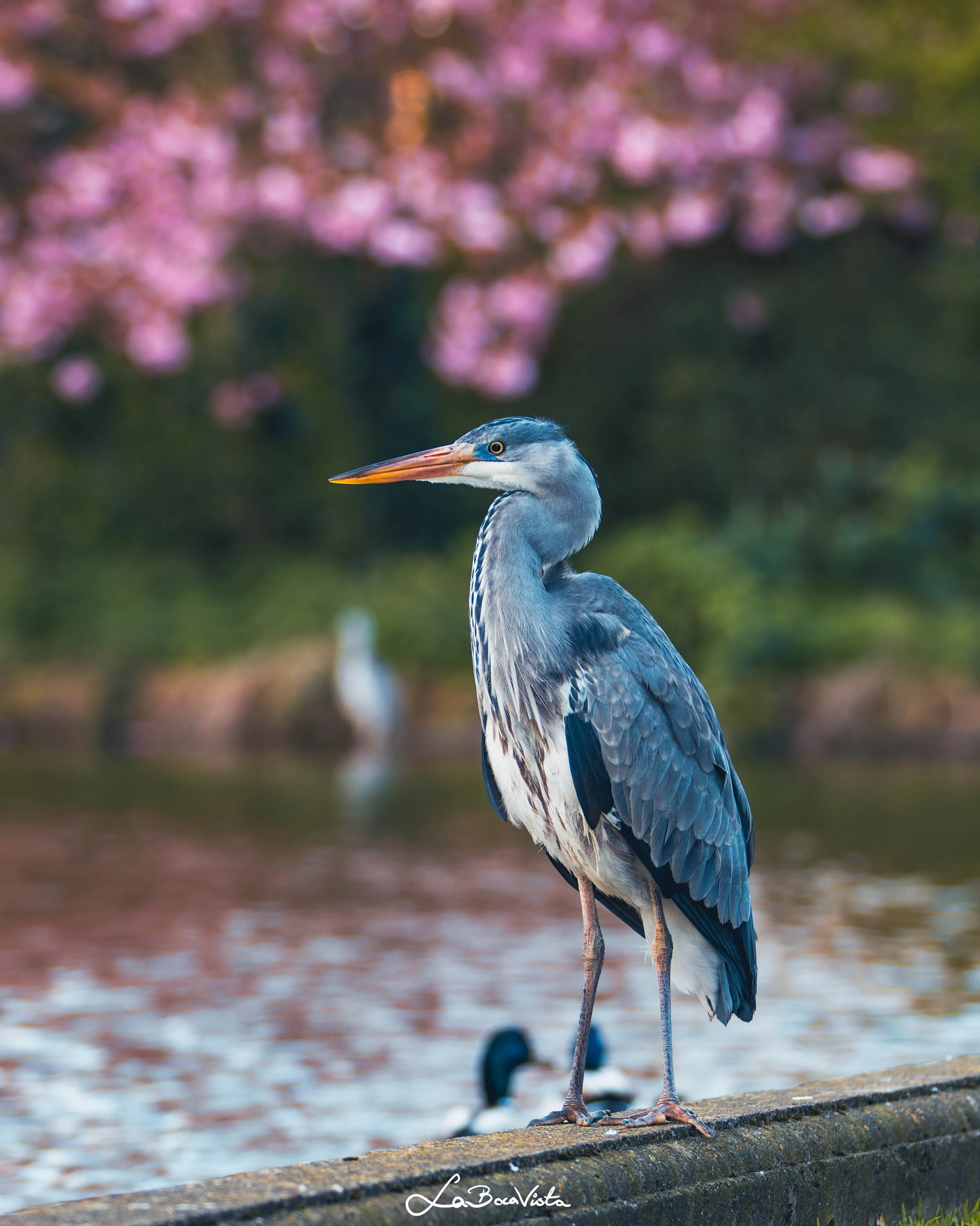 HerbertPark_03.jpg