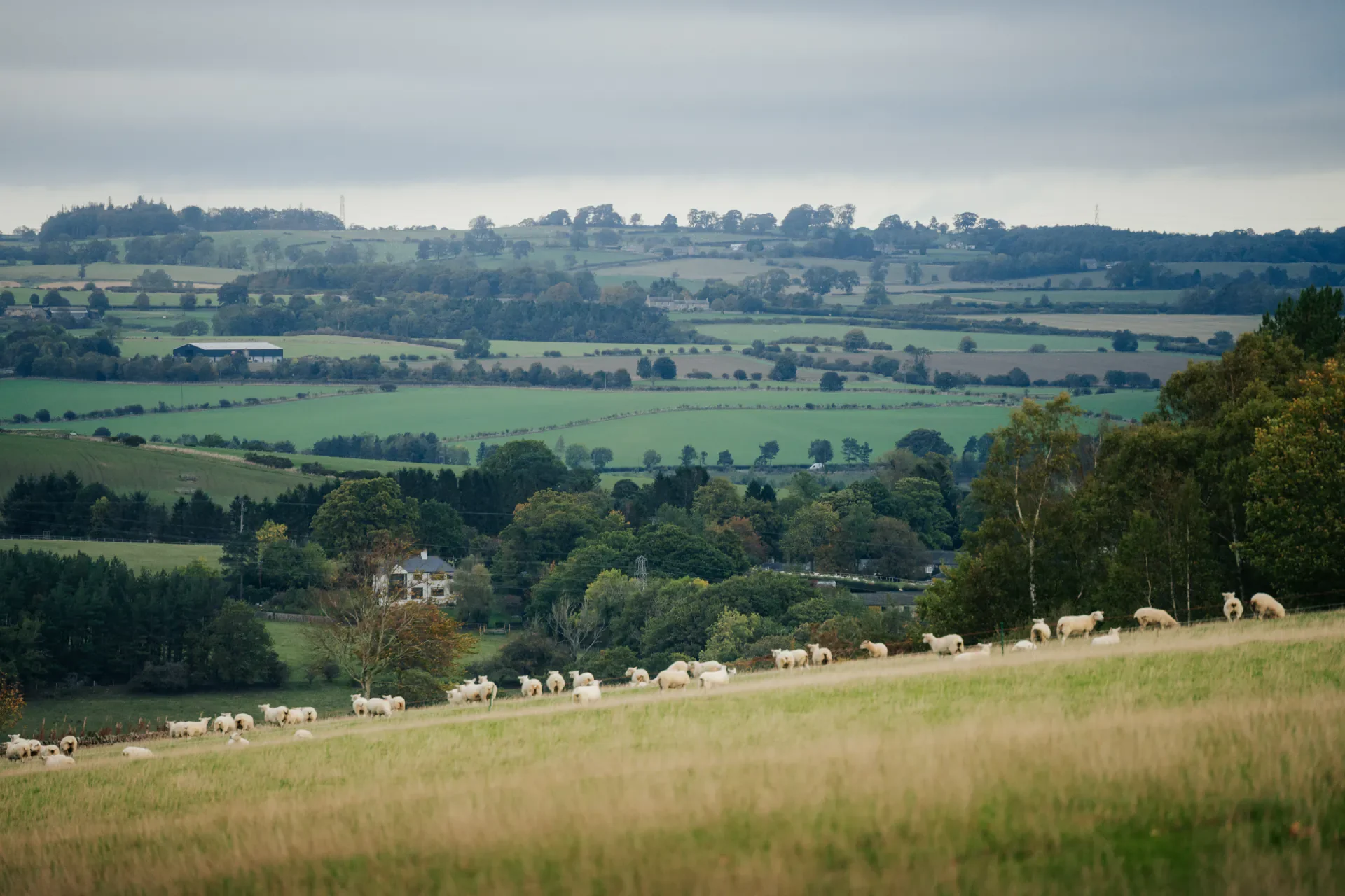 Healey - Sam Ashton - 10.25 - SA105138.webp