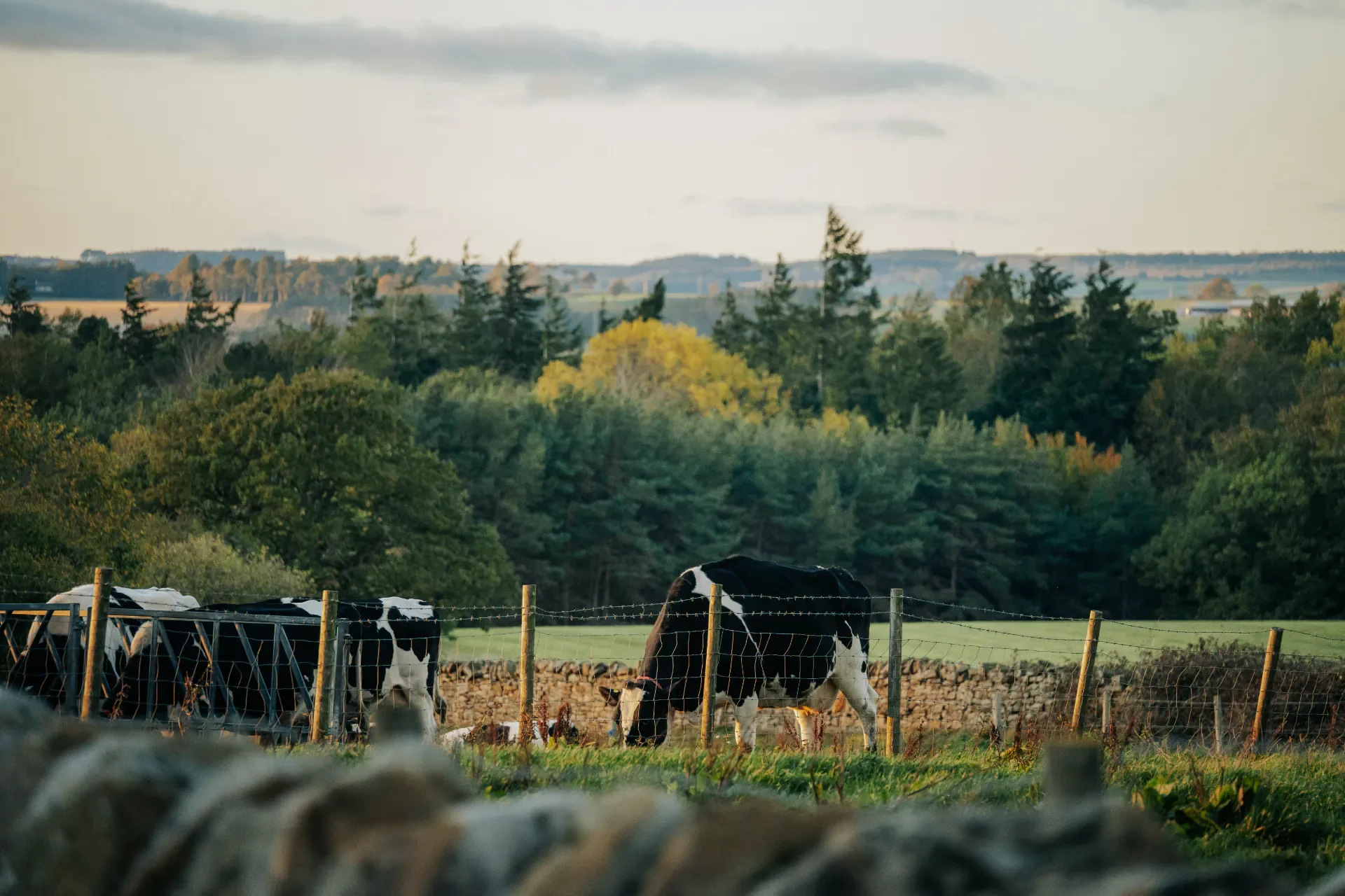 Healey - Sam Ashton - 10.25 - SA105483.webp