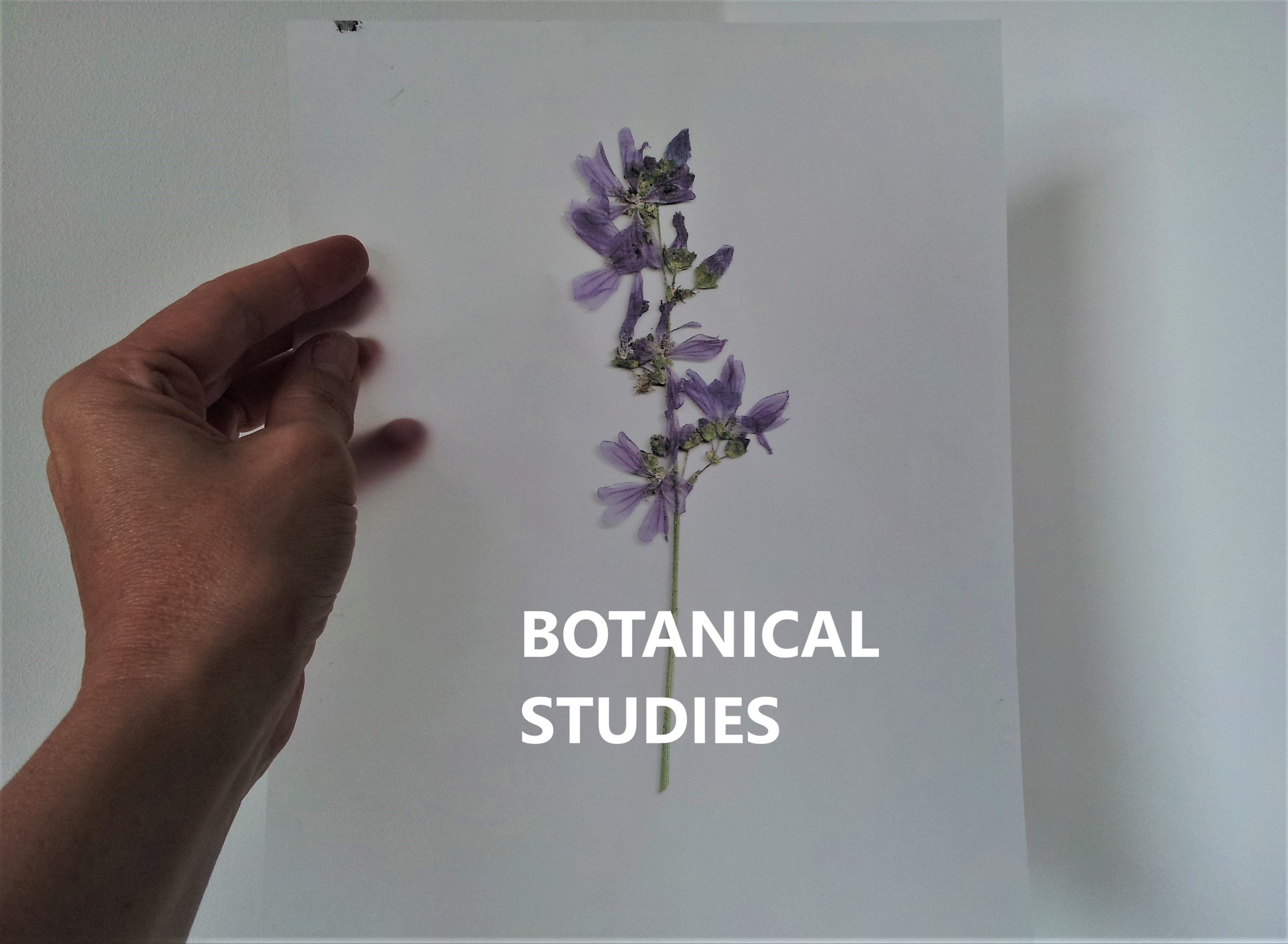 BOTANICAL STUDIES..jpg