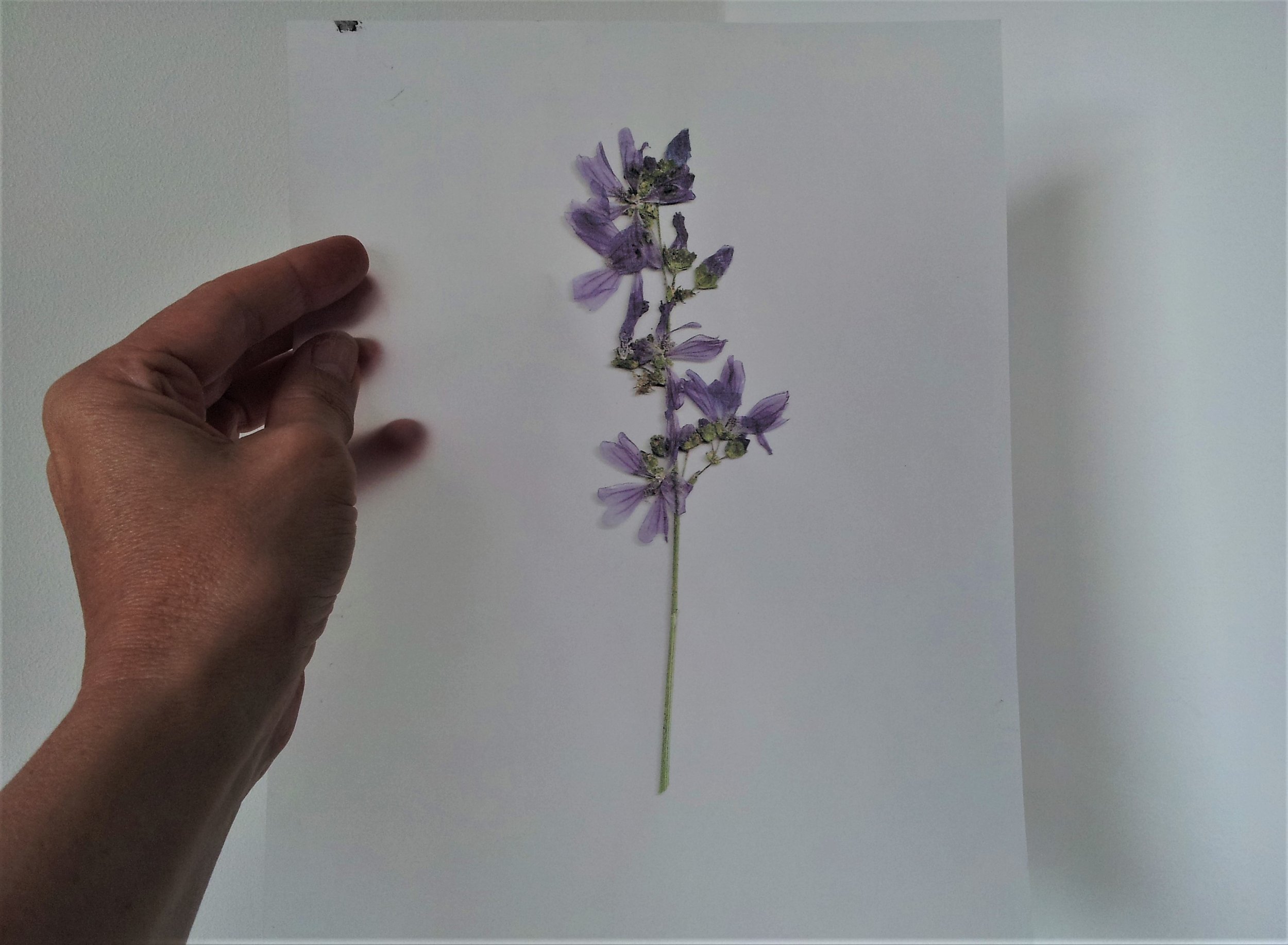 BOTANICAL STUDIES: pressed flower on transparant paper by Asta D.