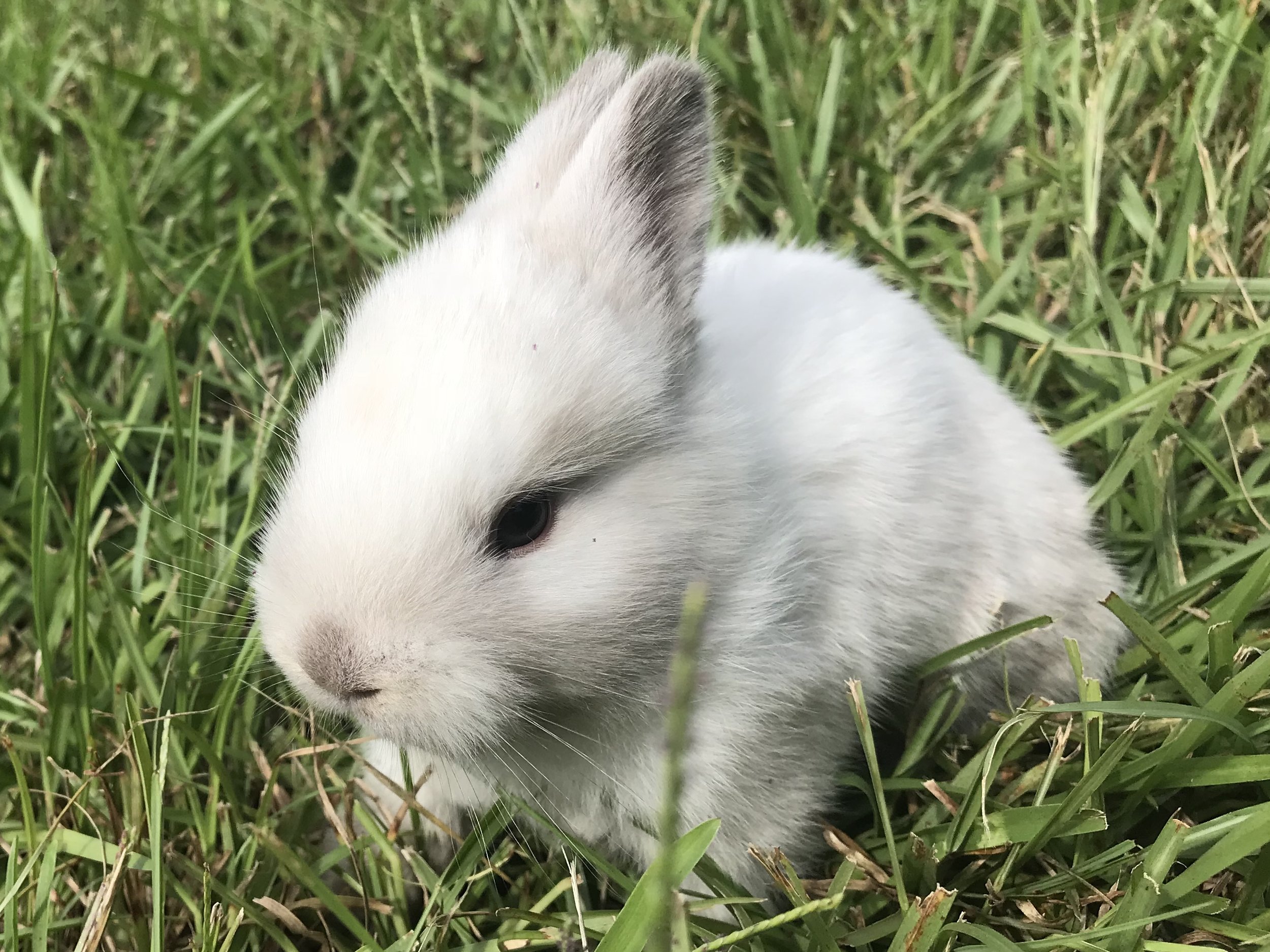 baby bunny 3.jpg