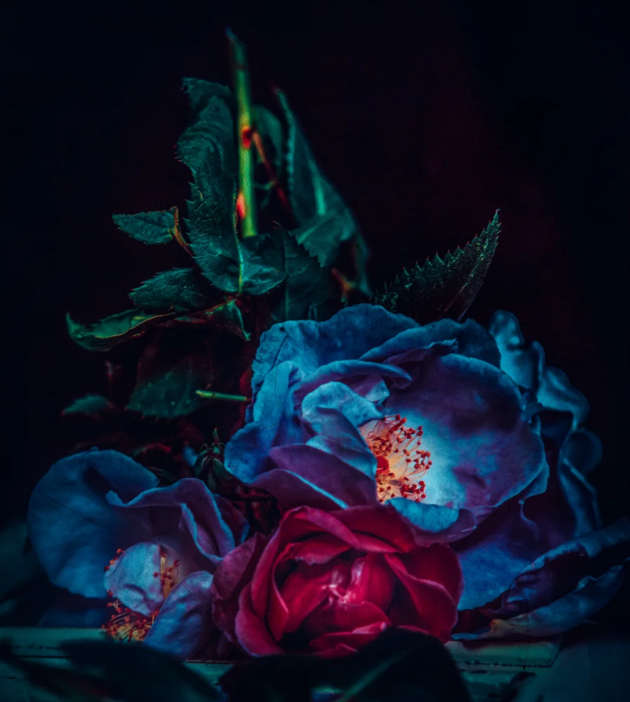 Blue Rose I @ Twin Peaks Studios, 2019 by Cristina Schek