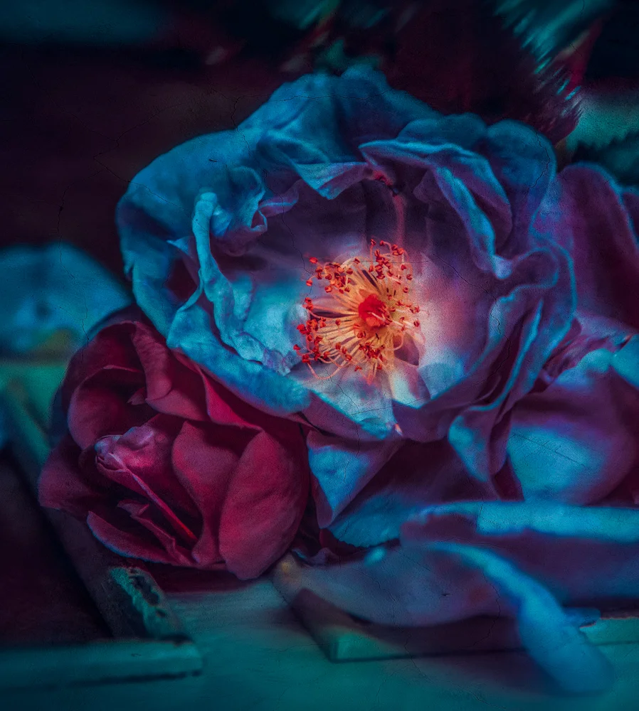 'La Vie En Roses' by Fine-Art Photographer Cristina Schek | Window Display Debut