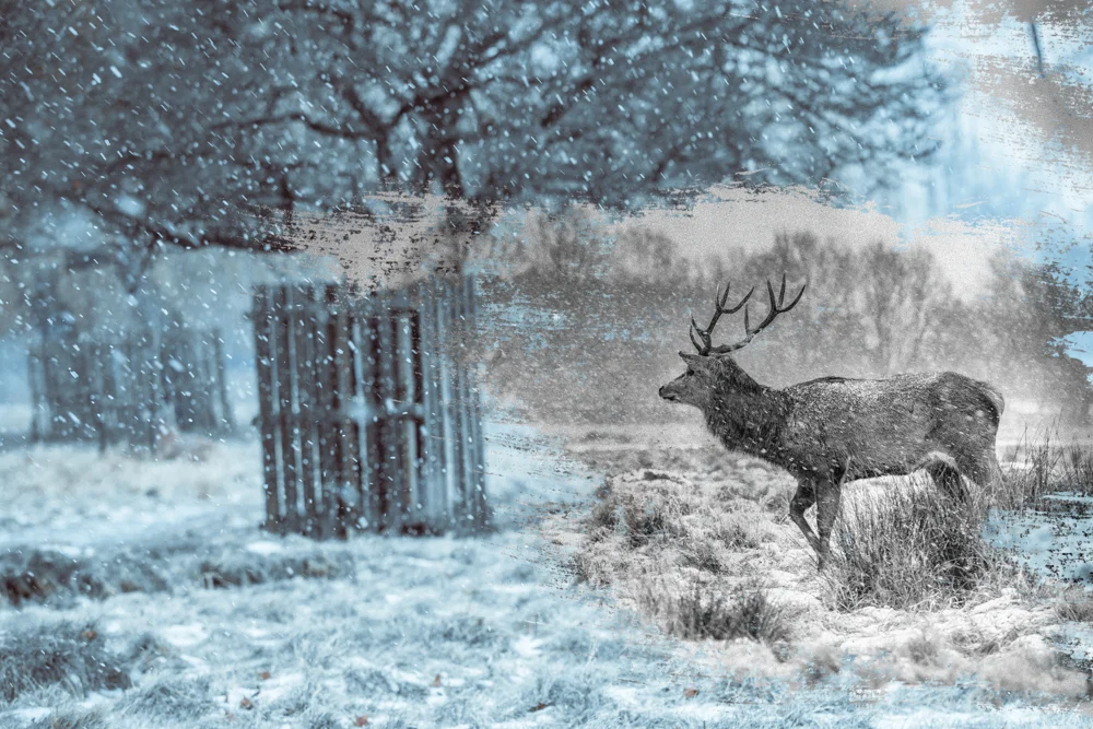 'The Deer Whisperers' by Cristina Schek and Leigh Warnick | Window Display
