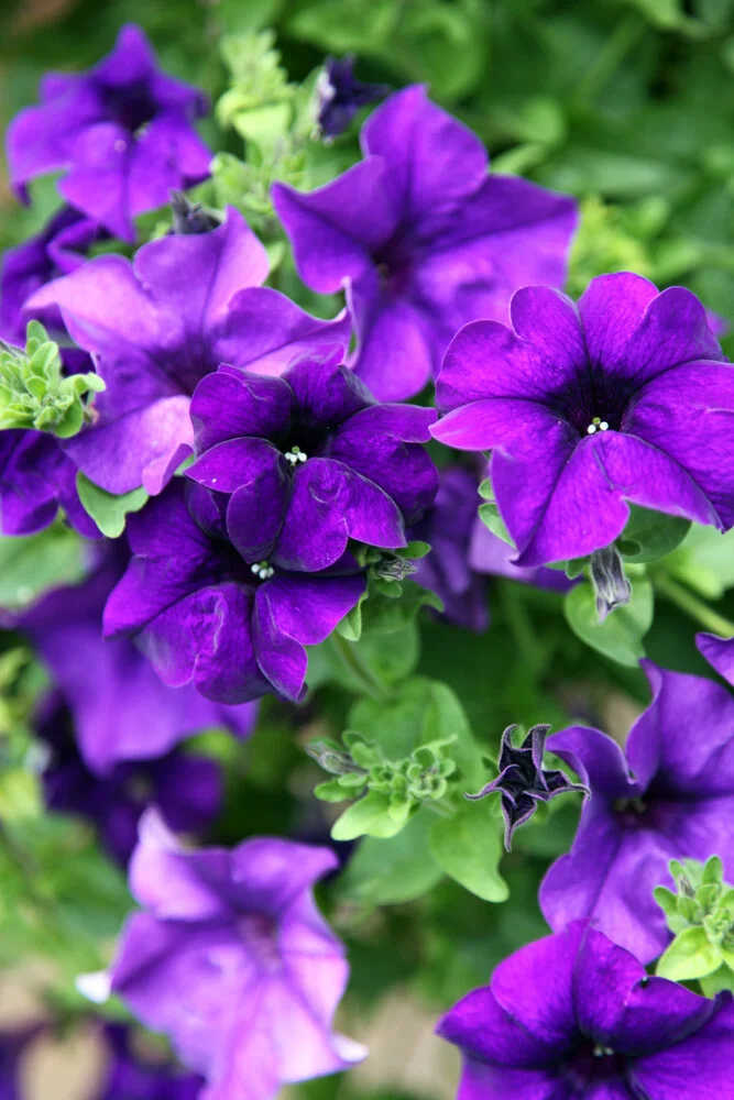 Purple Flowers by Vanessa Warnick.jpg