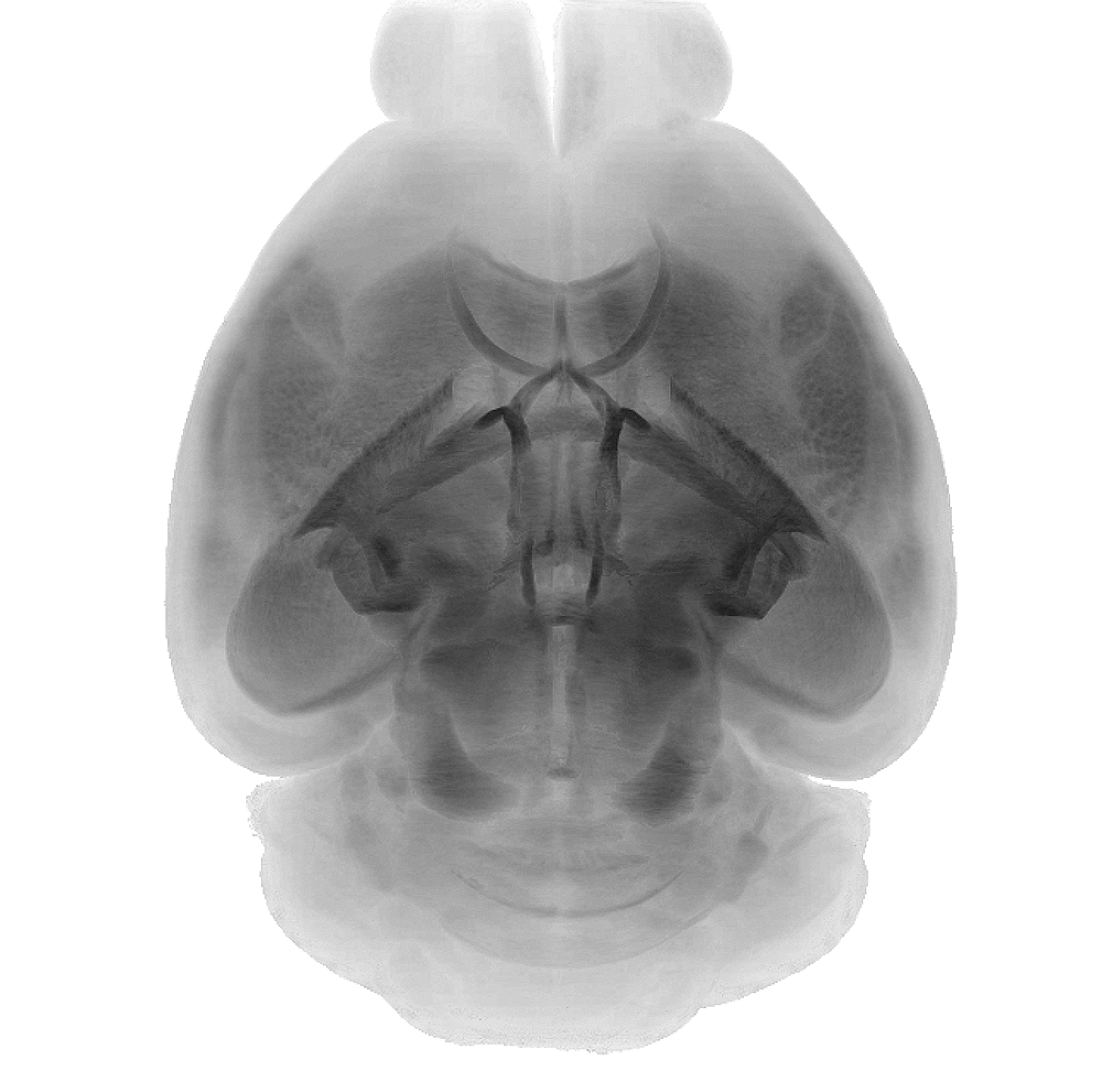 lightsheet_atlas.png
