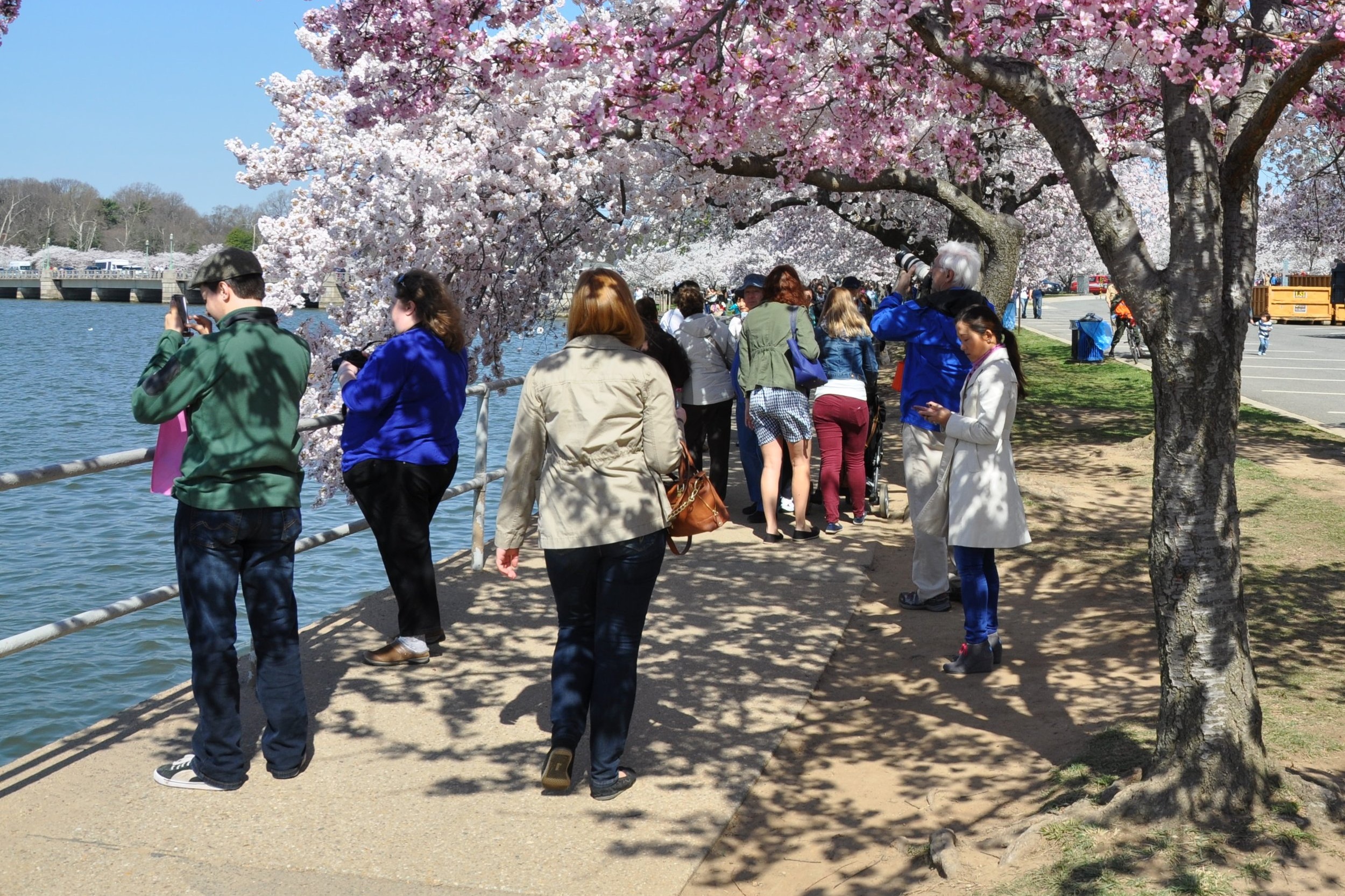 2014%3B+Cherry+blossom+pathway_4.10.14.jpg