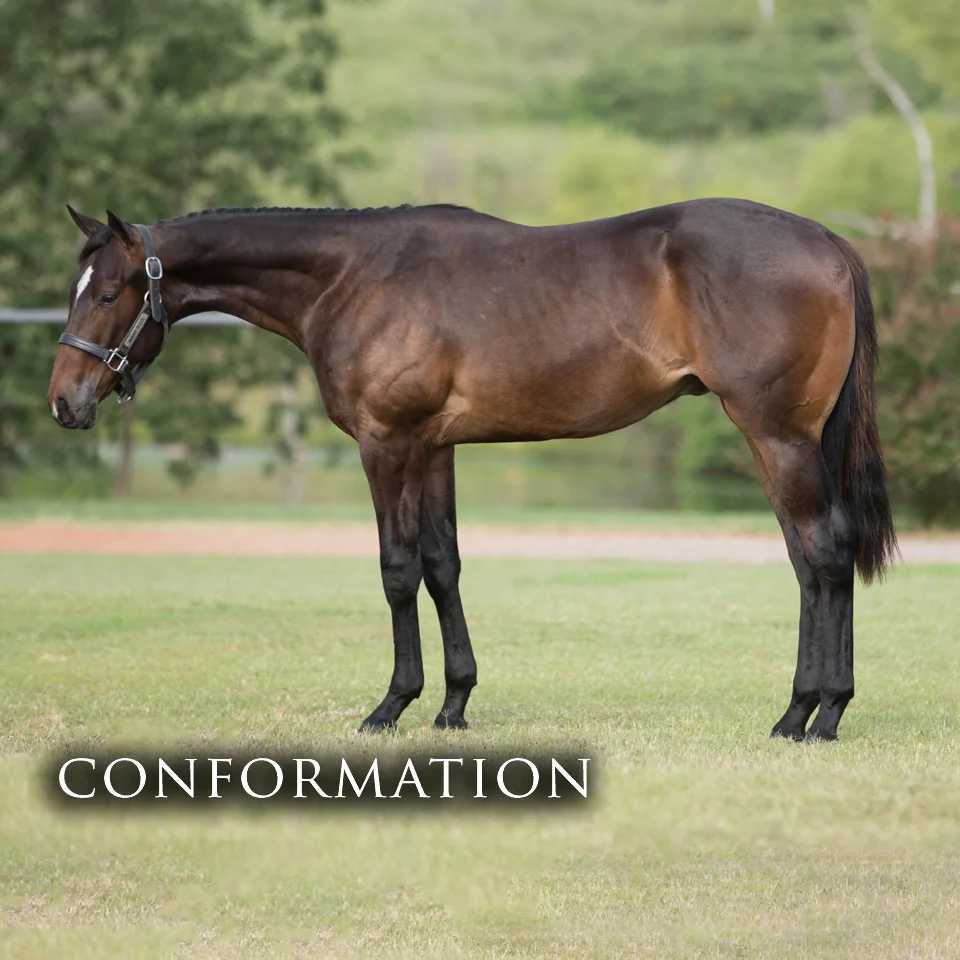 conformation.jpg