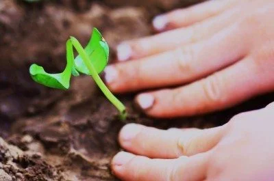 sunflower-seedling-400x265.jpg