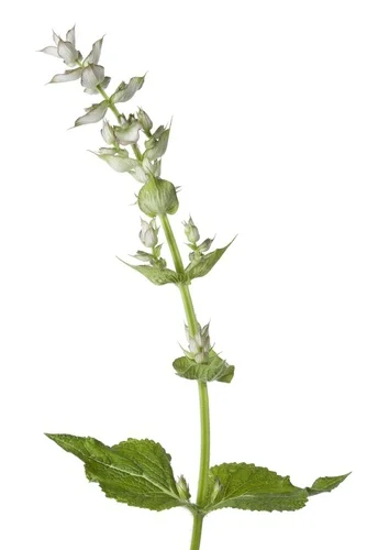 iStock-504482461.jpg