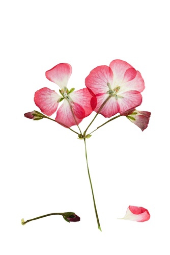 iStock-507402732.jpg