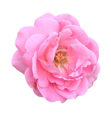 iStock-648264434.jpg