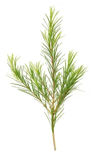 iStock-850937394.jpg