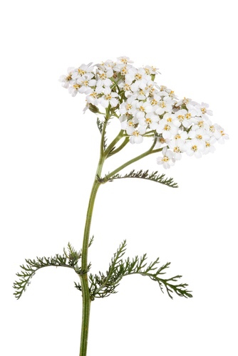 iStock-175488119.jpg