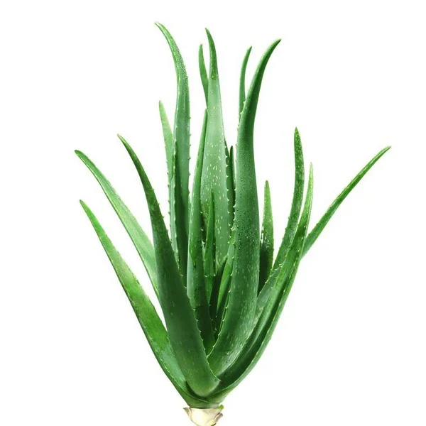 iStock-182784203.jpg
