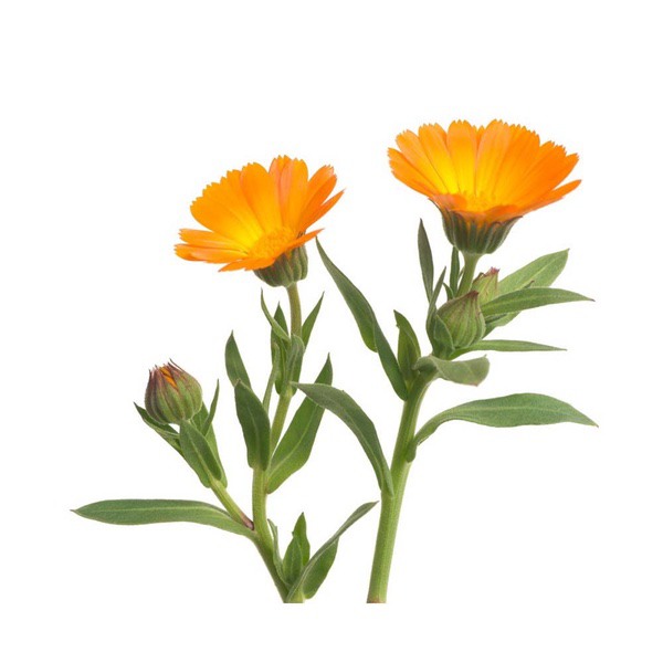 Calendula