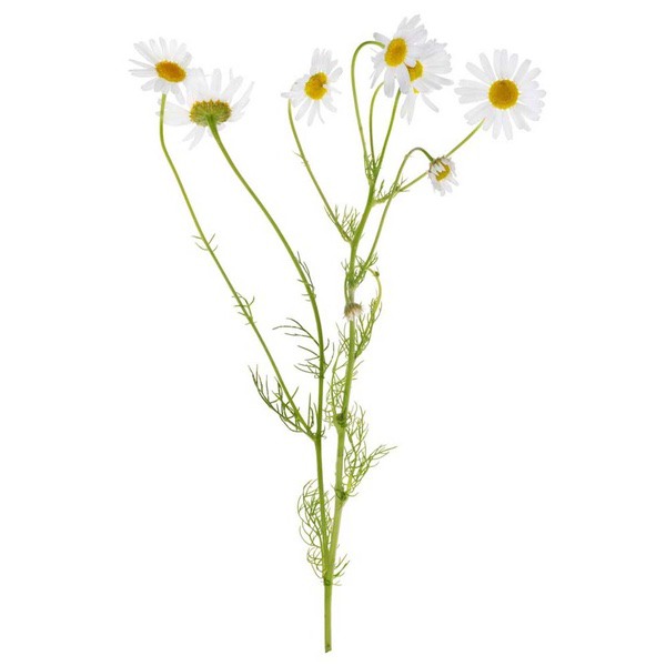 Chamomile