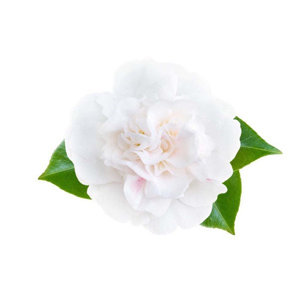 Camellia