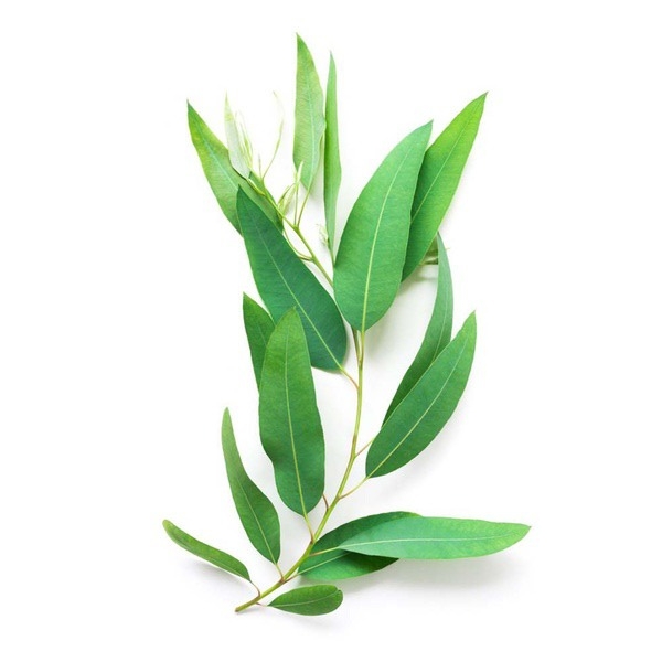 Eucalyptus