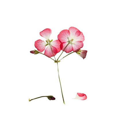 Rose Geranium