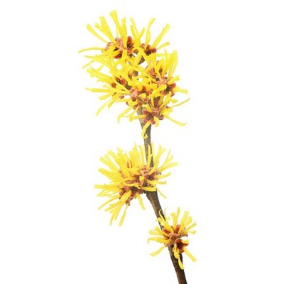 Witch Hazel