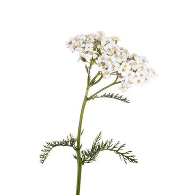 Yarrow