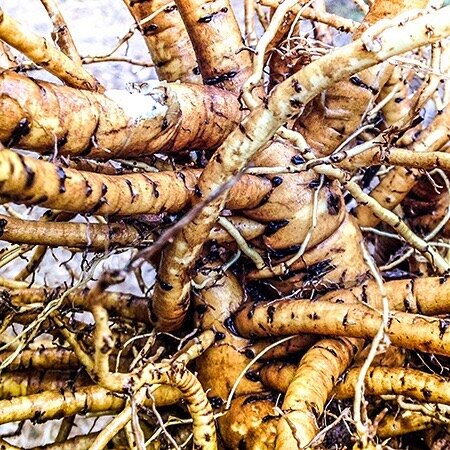 Day 2 of grinding up The Life Cycle brightening mask. Why does it take so long to make? The answer&mdash;and one of the key ingredients&mdash;is that tangle of roots above. ⠀
⠀
Marshmallow root, Althea officinalis, is an herb for everyone. In classic