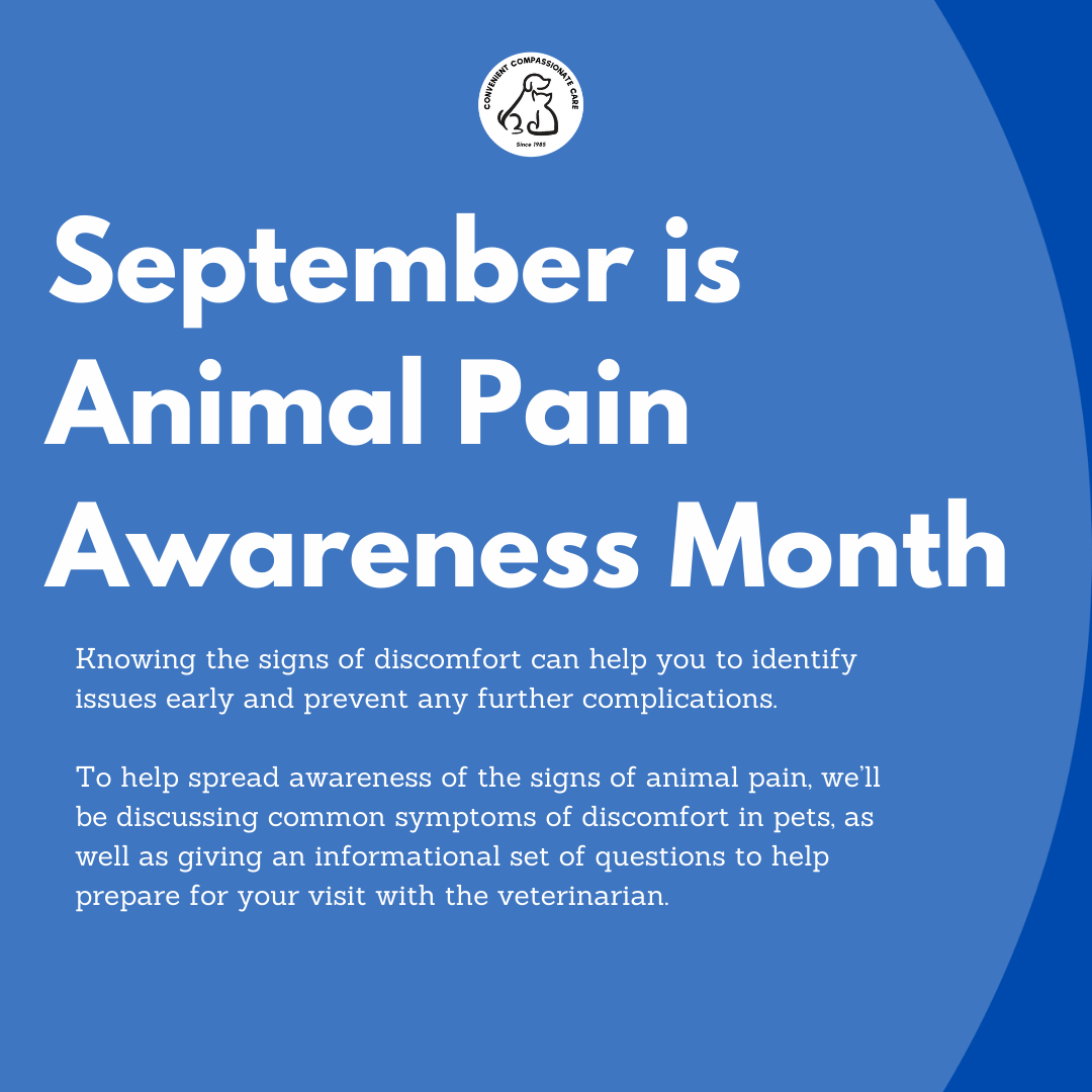 What To Do When My Pet is Acting Strange