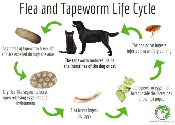 Intestinal Worms: Tapeworms — Pet Vaccination Clinic