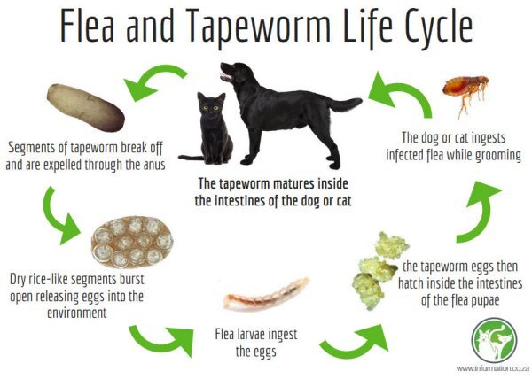 do tapeworms cause diarrhea in puppies