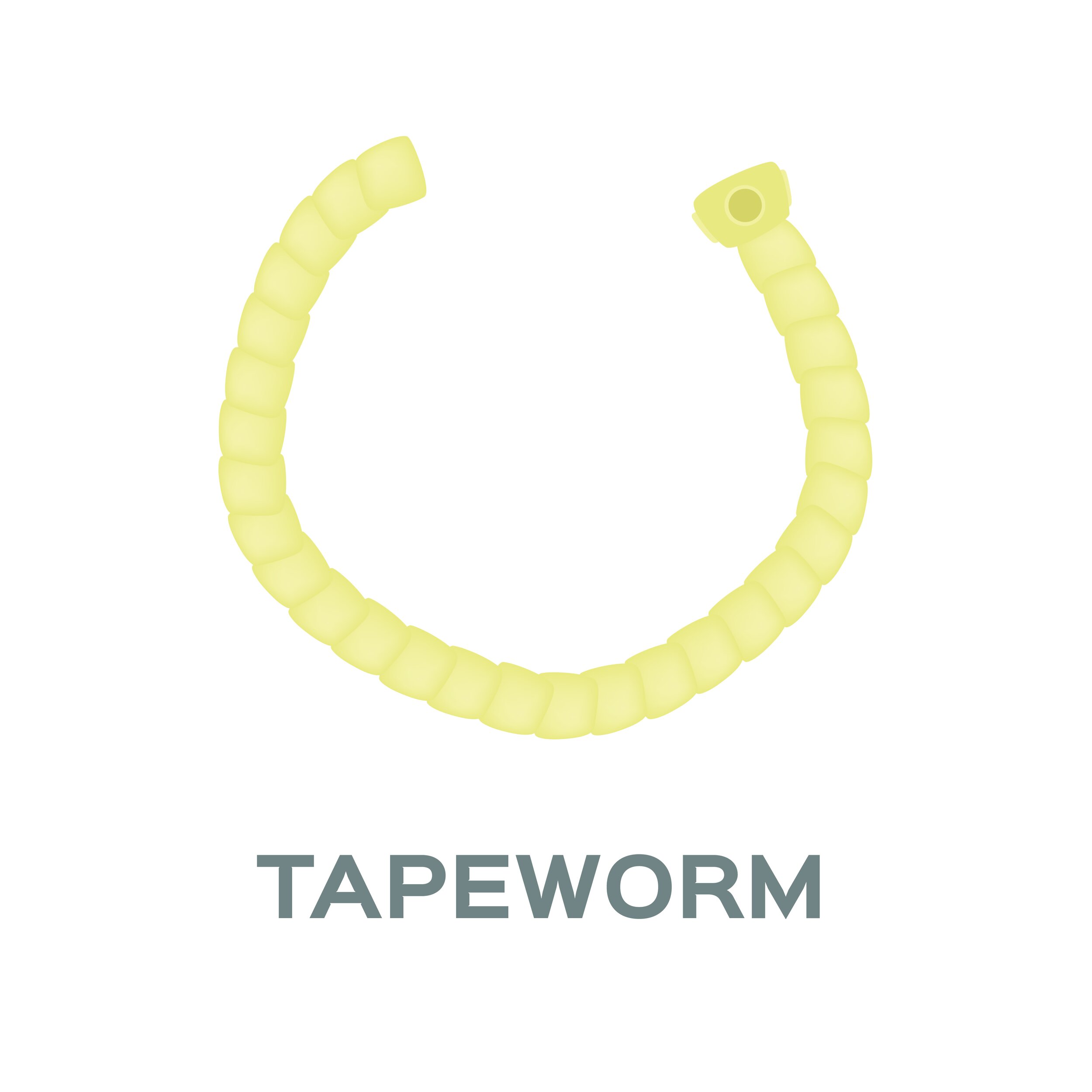 tapeworm.jpg