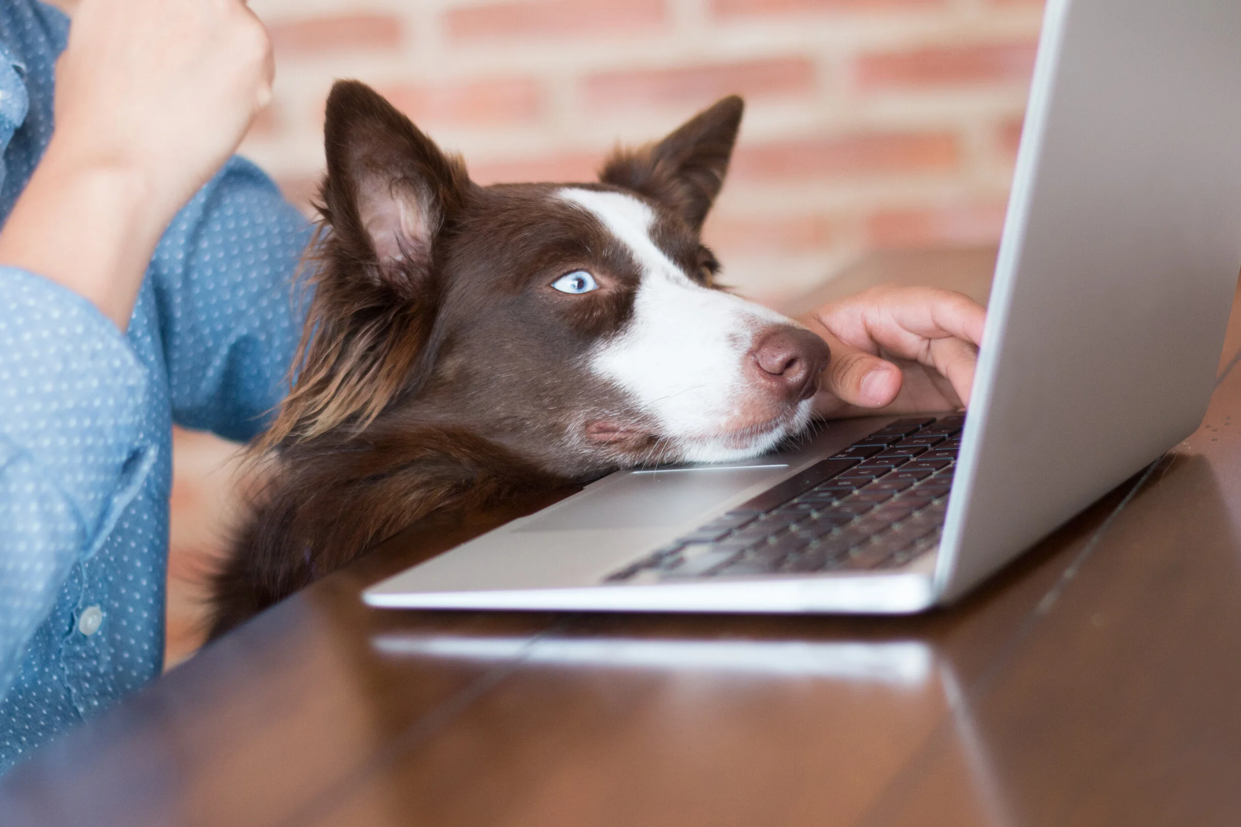 Stock_Dog_Computer_2.jpg