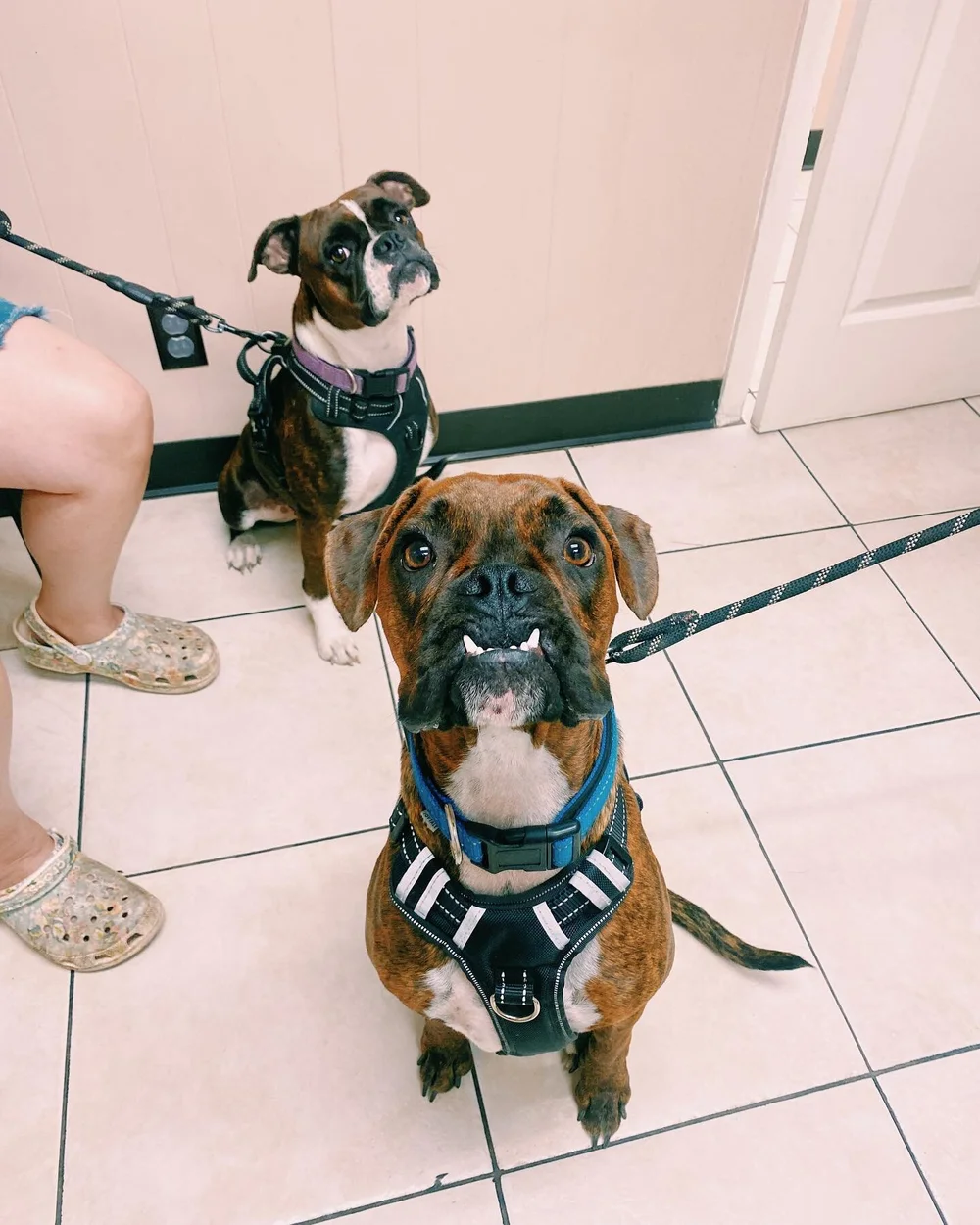 Patiently waiting for the post-vaccination treat 🦴