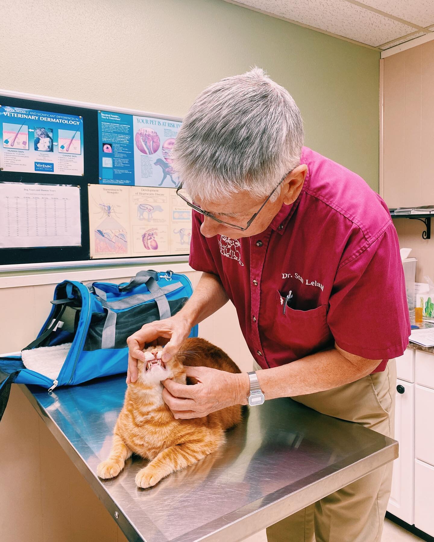 When a dog or cat comes in for their annual vaccinations, Dr. Leland performs a wellness check of their teeth, ears, eyes, skin, and heart as part of that visit. 

For a more detailed wellness check, we have lab work available to check internal funct