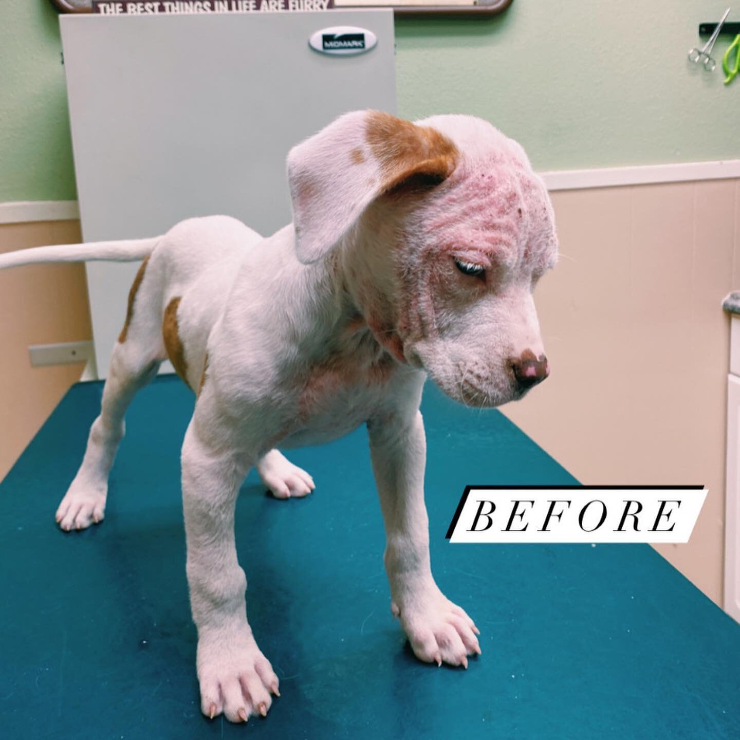 Bravecto is great at taking care of fleas and ticks, but did you know it also can also take care of Demodex Mange? 
Check out this great transformation of our friend after one month of Bravecto! 
🐾❤️🐶

Now through October 13, 2022 the Bravecto inst