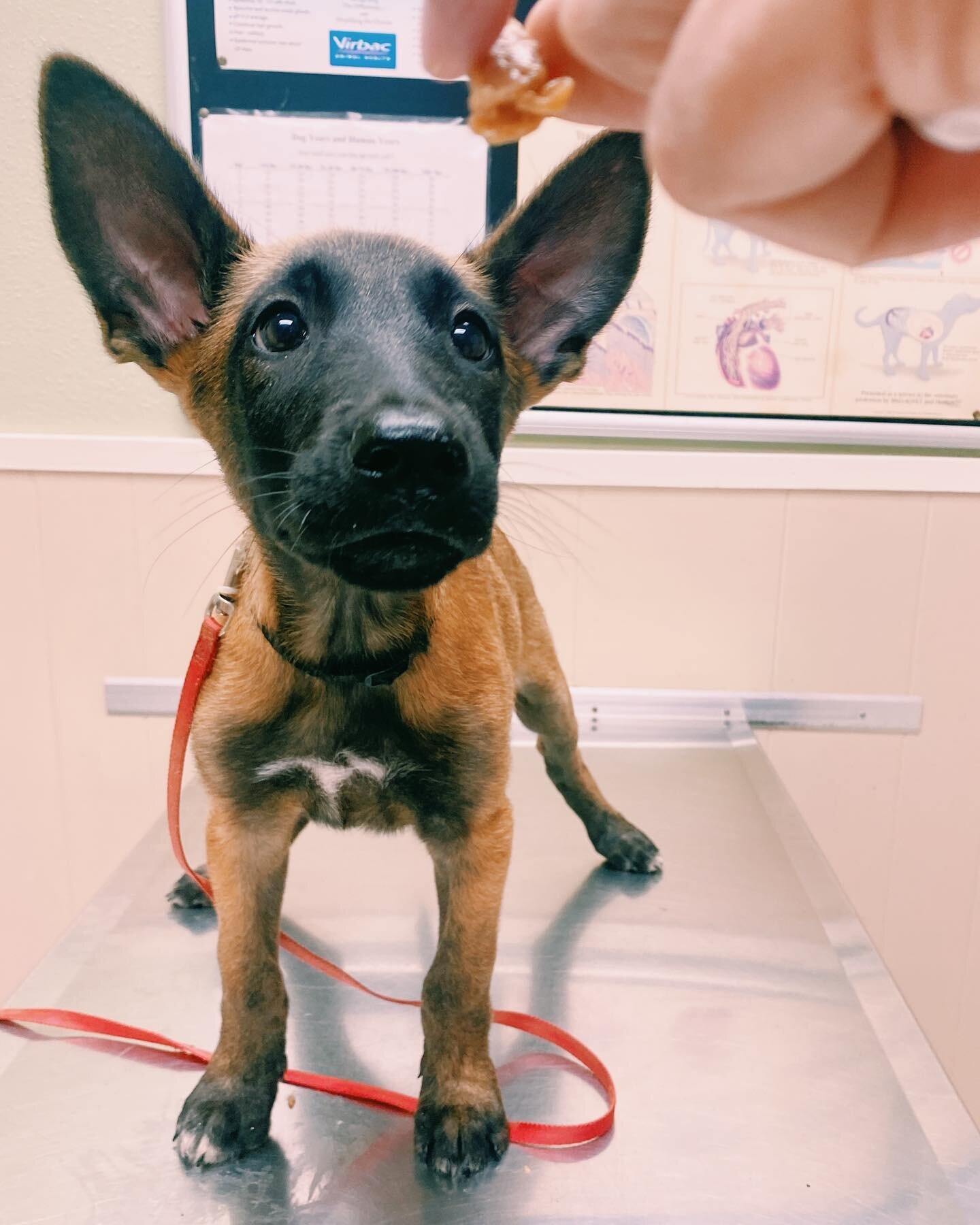 Watching the clock waiting for your lunch break like&hellip; 🐾🦴