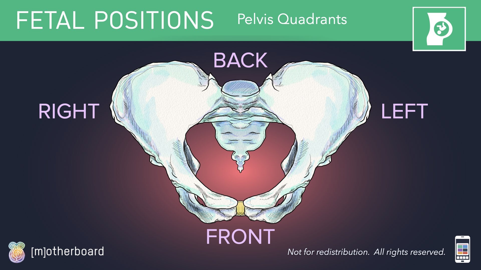 Fetal Positioning - Images.028.jpeg