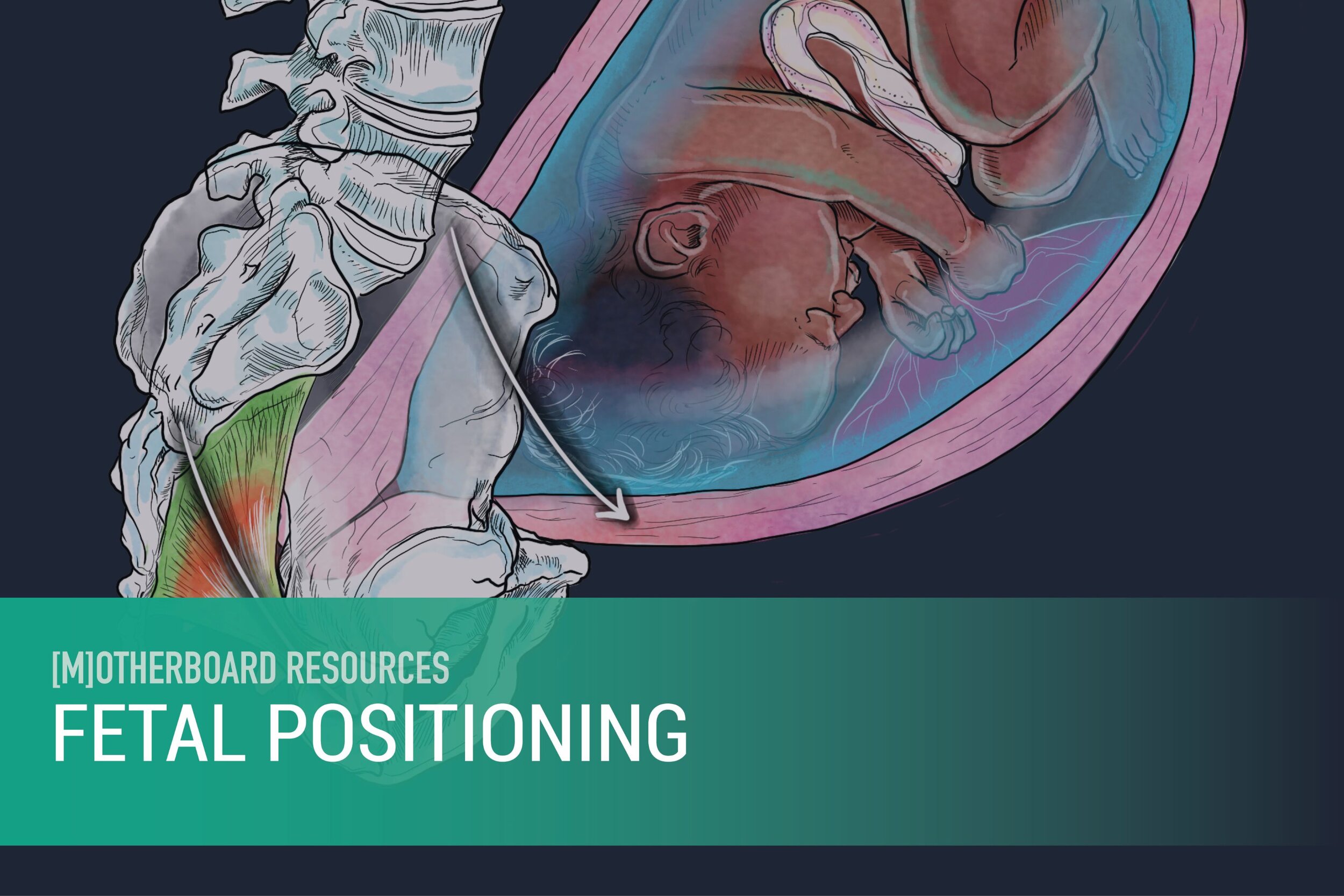 Fetal Positioning